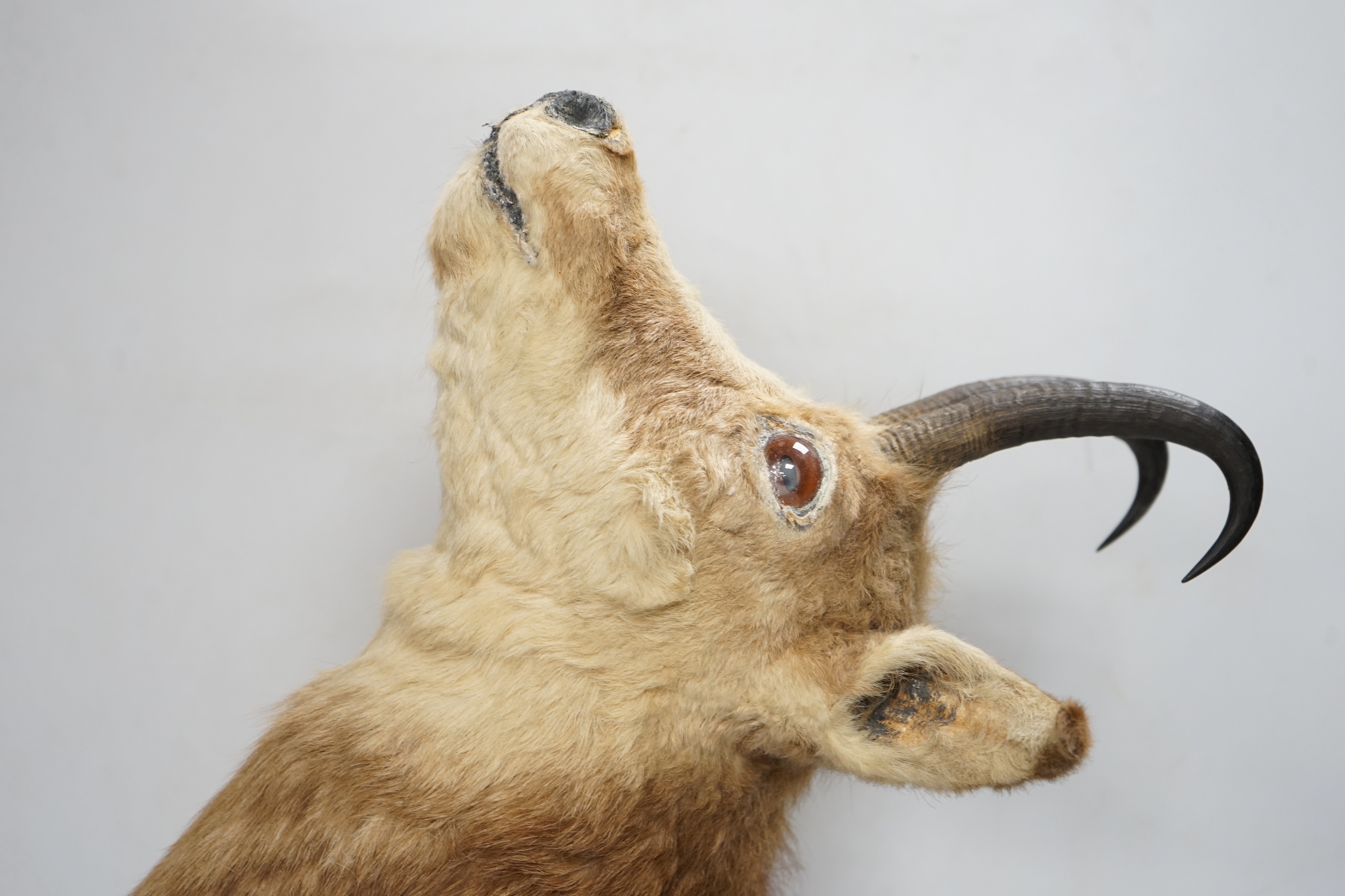 A mounted taxidermy Chamois head, 50cm deep
